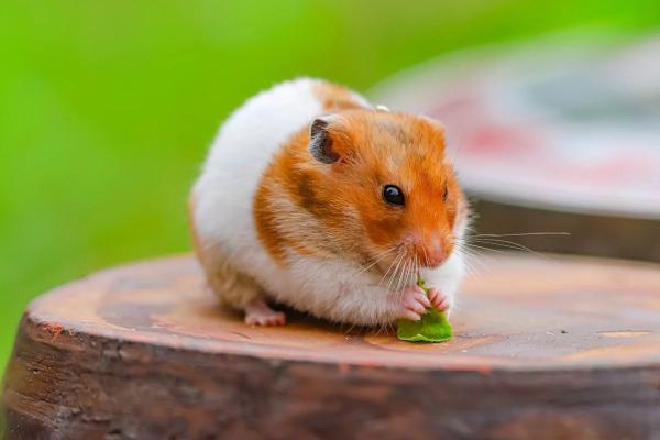 Comprehensive guide to hamster care, covering diet, housing, health tips, and FAQs. Learn how to keep your hamster healthy, happy, and well-cared for.