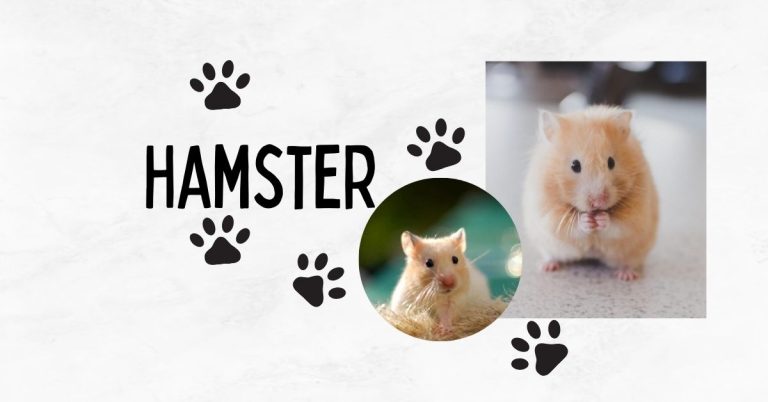 Comprehensive guide to hamster care, covering diet, housing, health tips, and FAQs. Learn how to keep your hamster healthy, happy, and well-cared for.